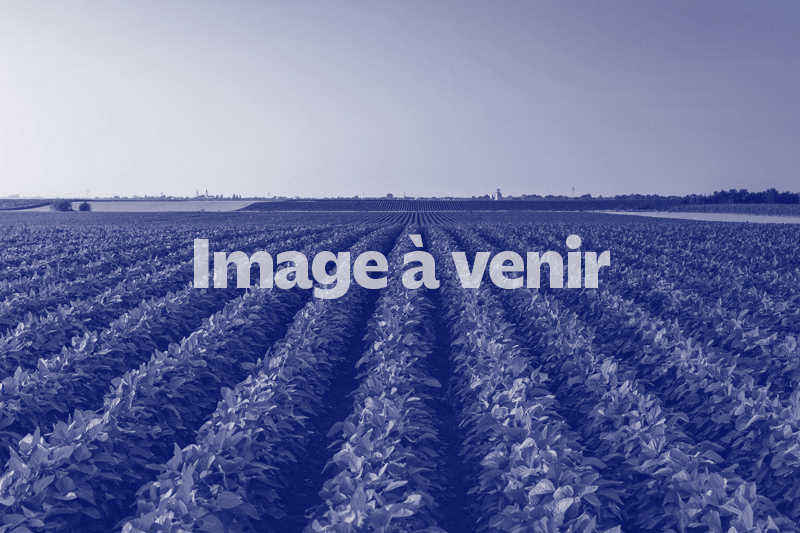 Titre FR